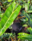 Philodendron billietiae