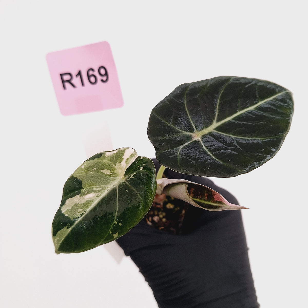Alocasia reginula 'Black Velvet variegata' - Bare Bottom Baby