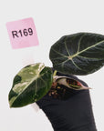 Alocasia reginula 'Black Velvet variegata' - Bare Bottom Baby