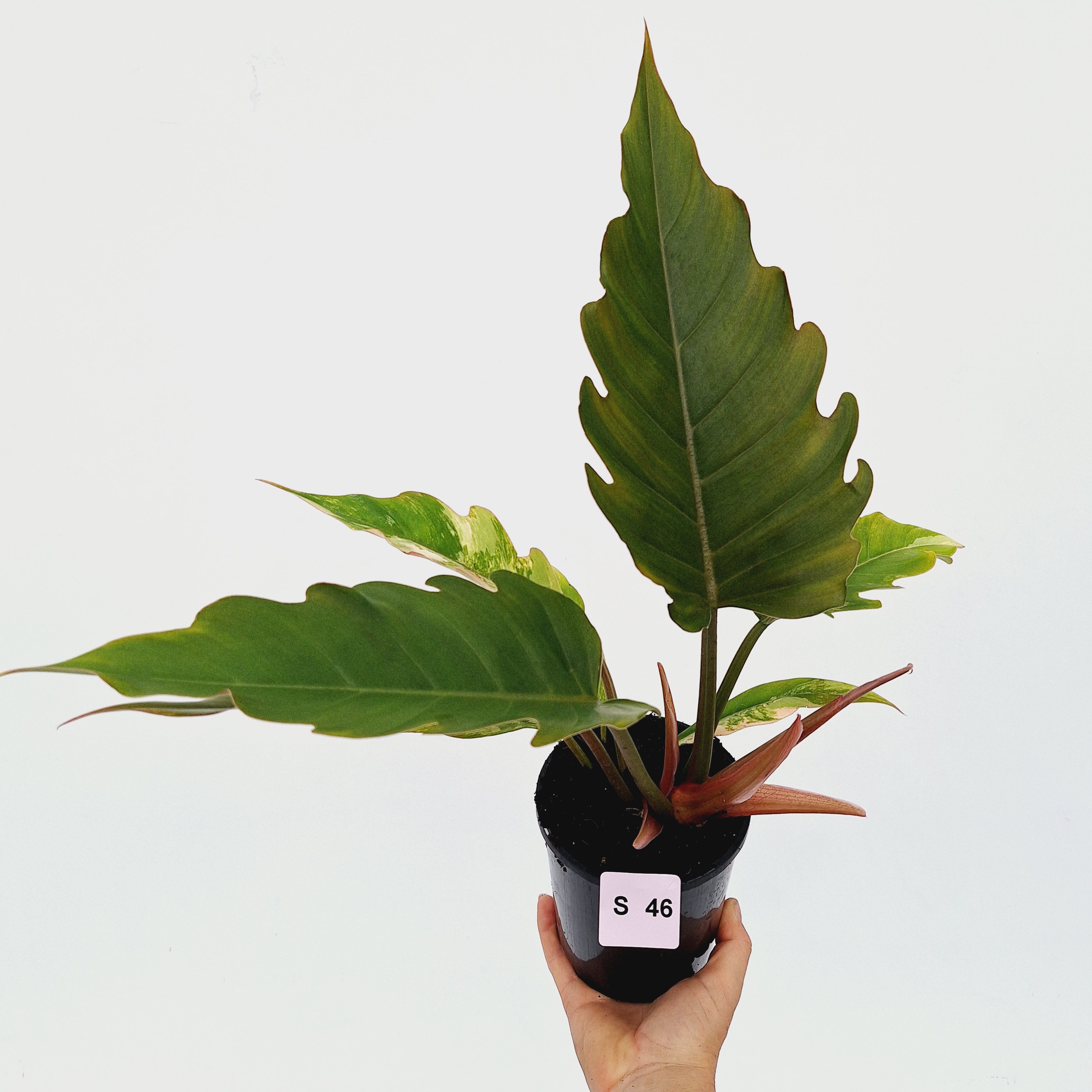 Philodendron serratum Caramel Marble