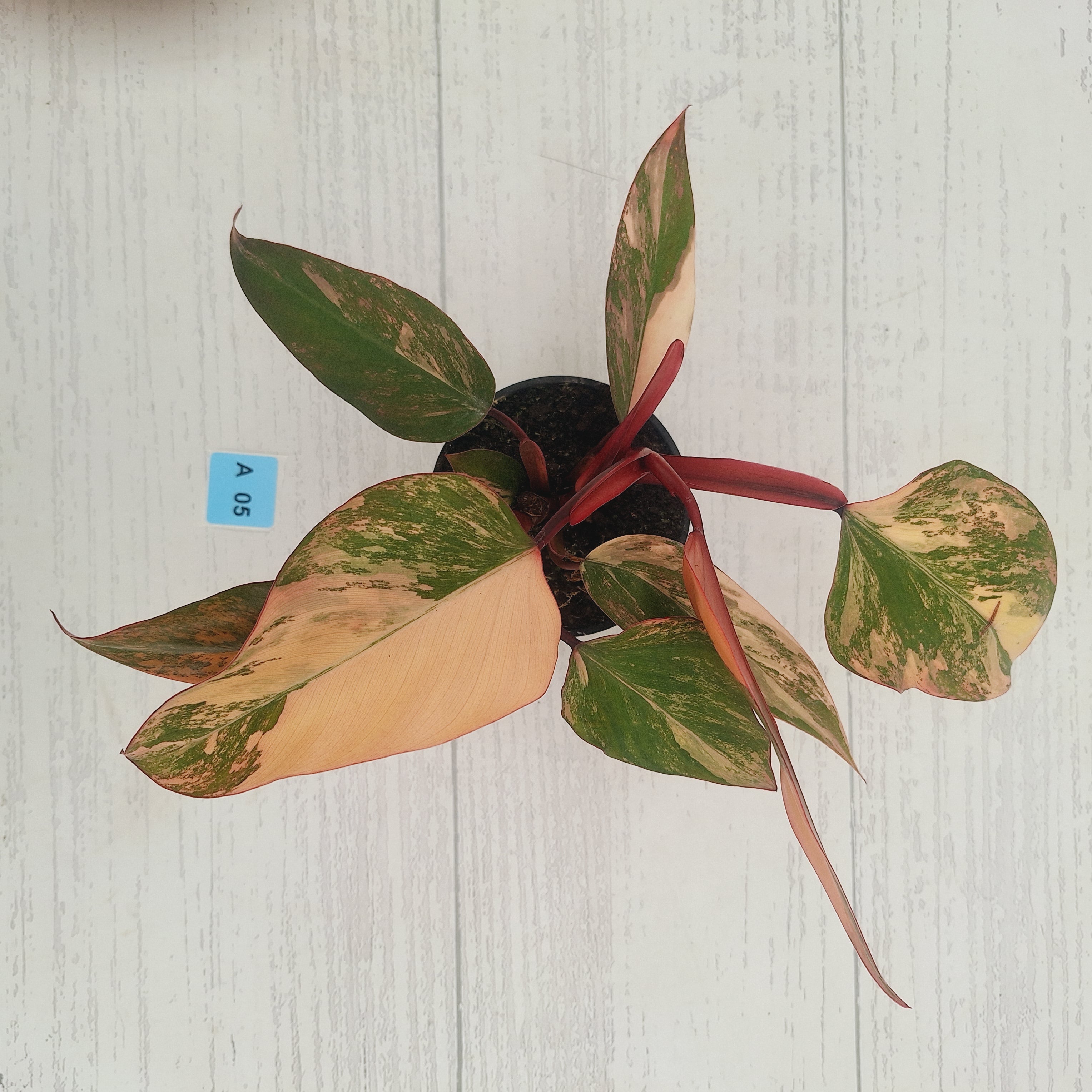 Philodendron erubescens Strawberry Shake - SALE