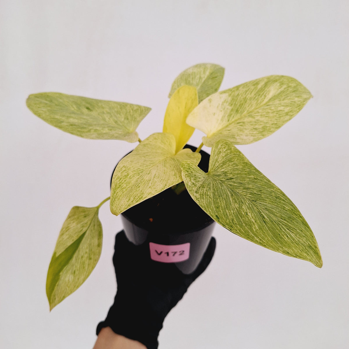 Homalomena sulcata ‘Cream Frost’ - SALE