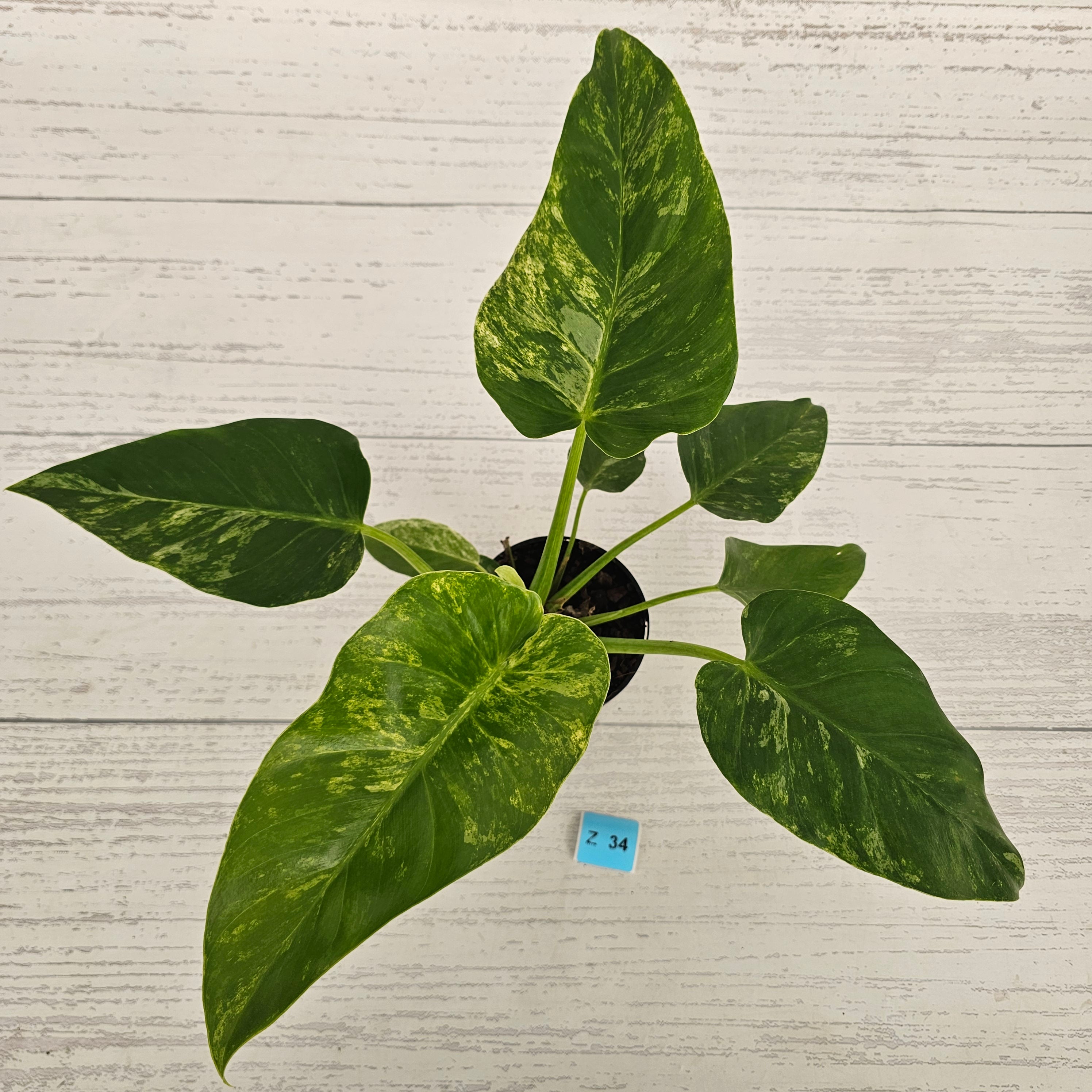 Philodendron giganteum Blizzard - SALE