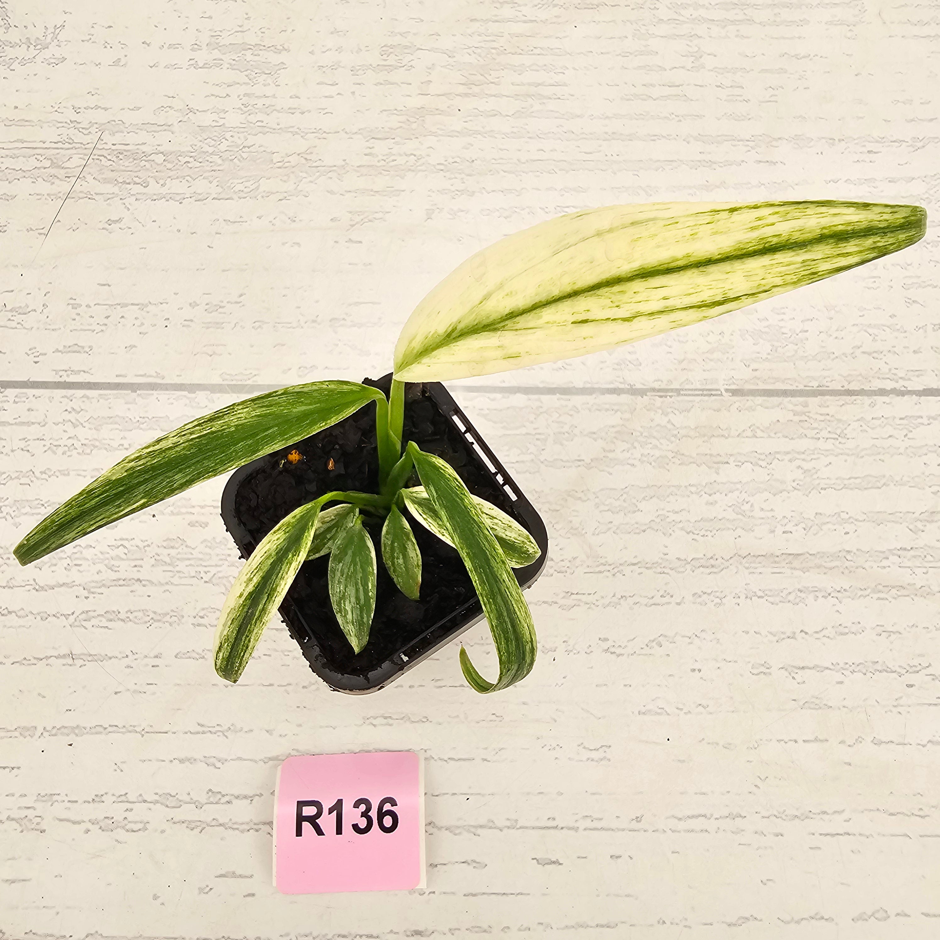 Epipremnum amplissimum variegata 'Albo'