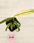 Epipremnum amplissimum variegata 'Albo'