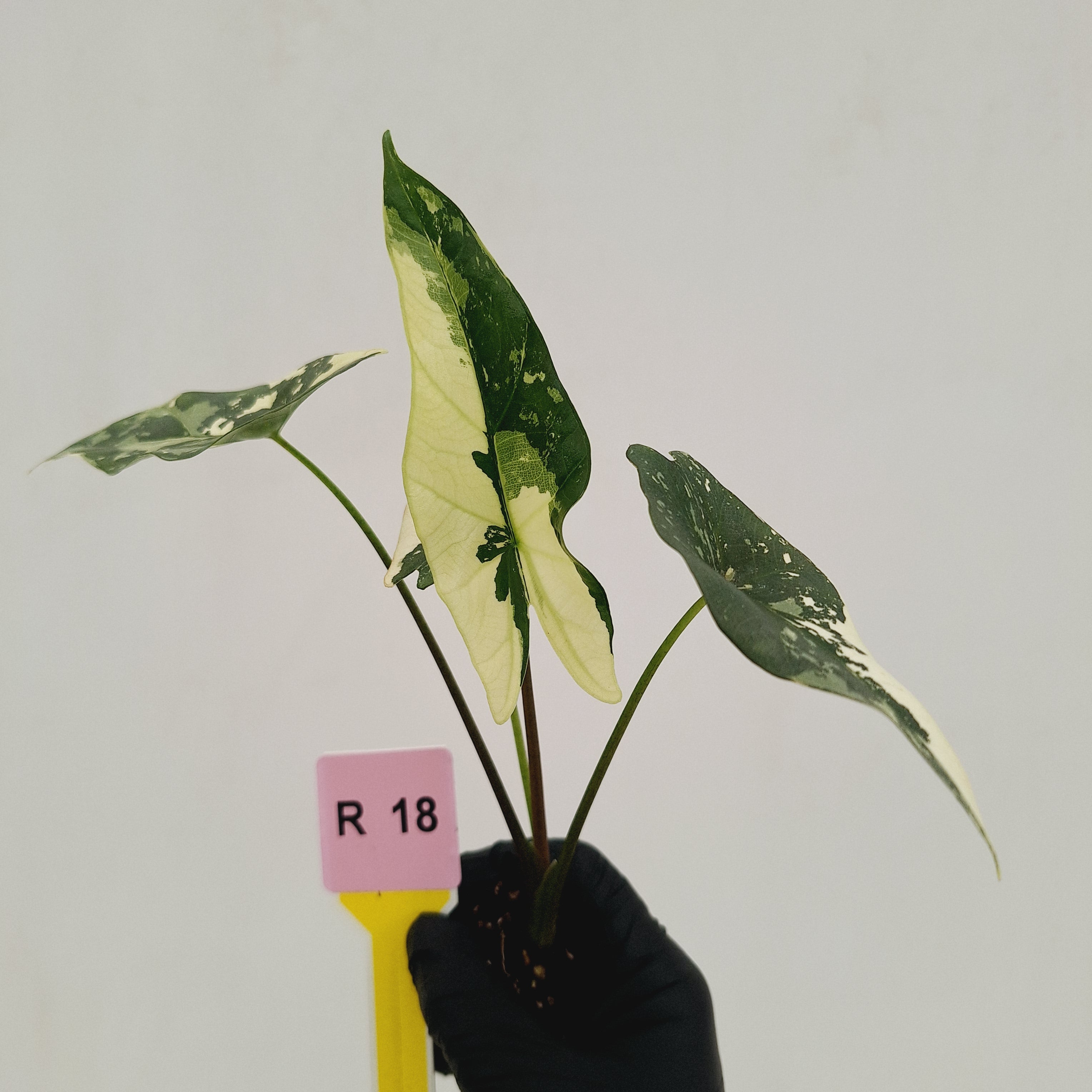 Alocasia 'Simpo'  Variegata- Bare Bottom Baby - SALE