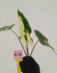 Alocasia 'Simpo'  Variegata- Bare Bottom Baby - SALE