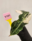 Alocasia Polly 'Snowflake Brocade'