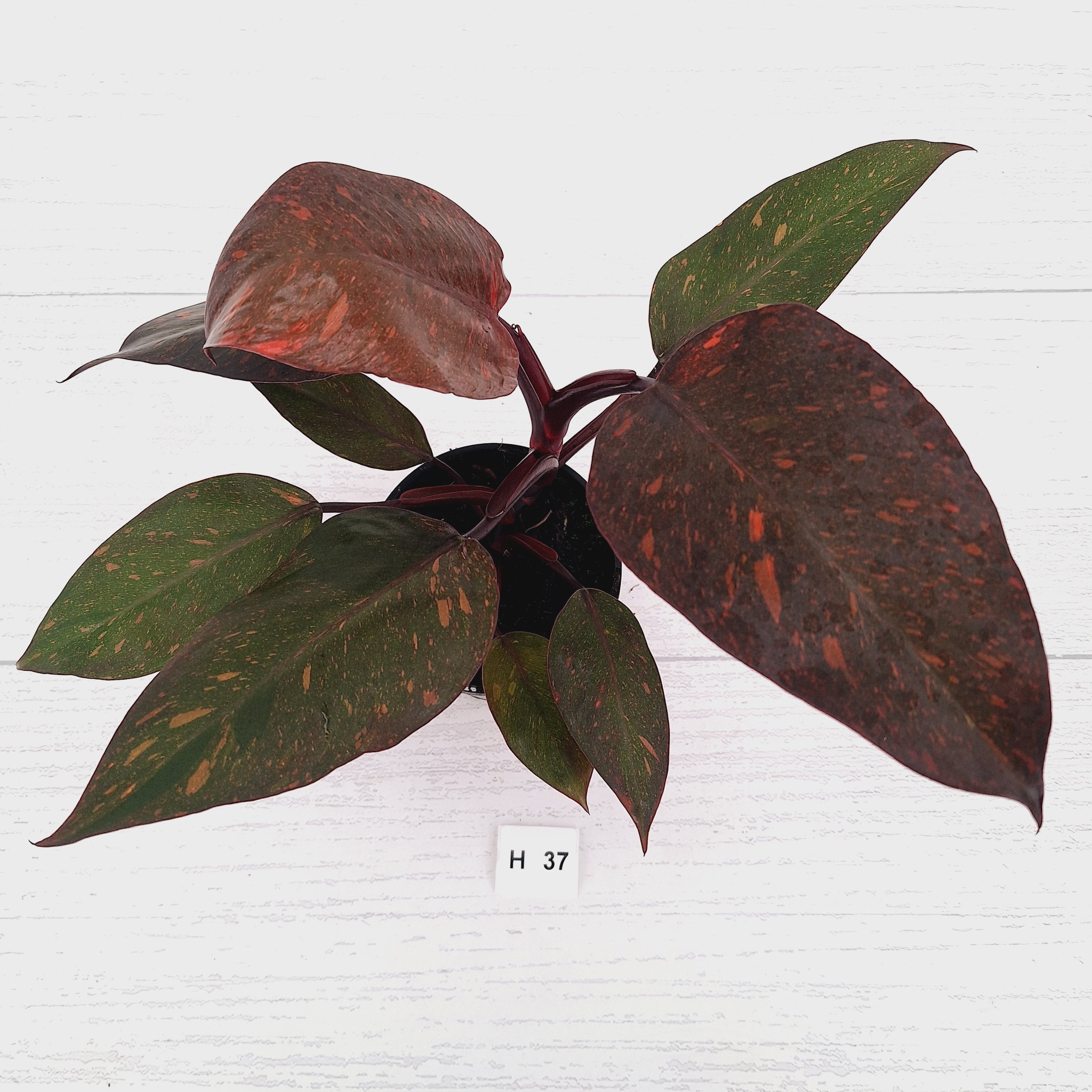 Philodendron 'Orange Princess' - FLASH SALE