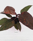 Philodendron 'Orange Princess' - FLASH SALE