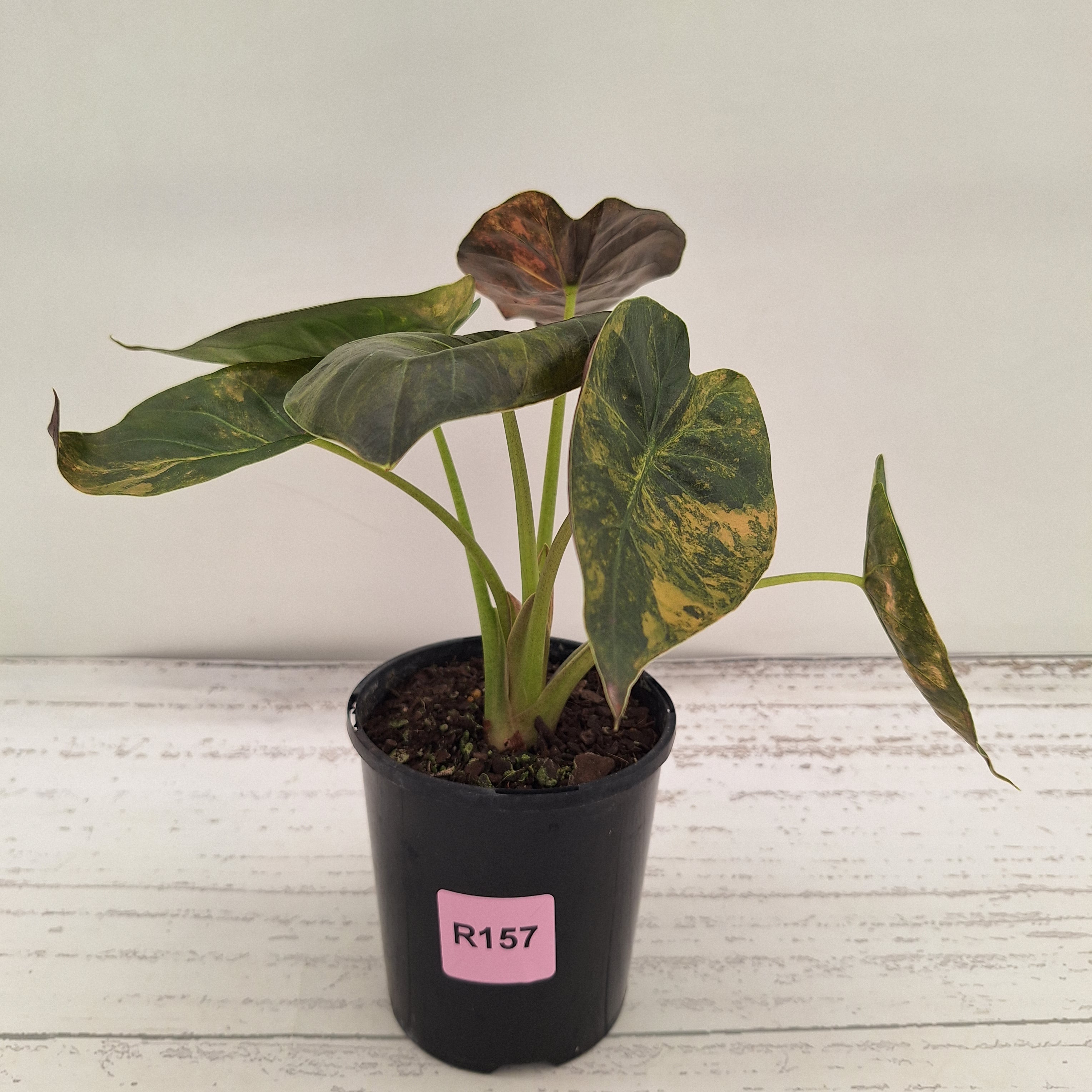 Alocasia ‘wentii’ Variegated - Sale