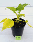 Philodendron warscewiczii Gold Variegata