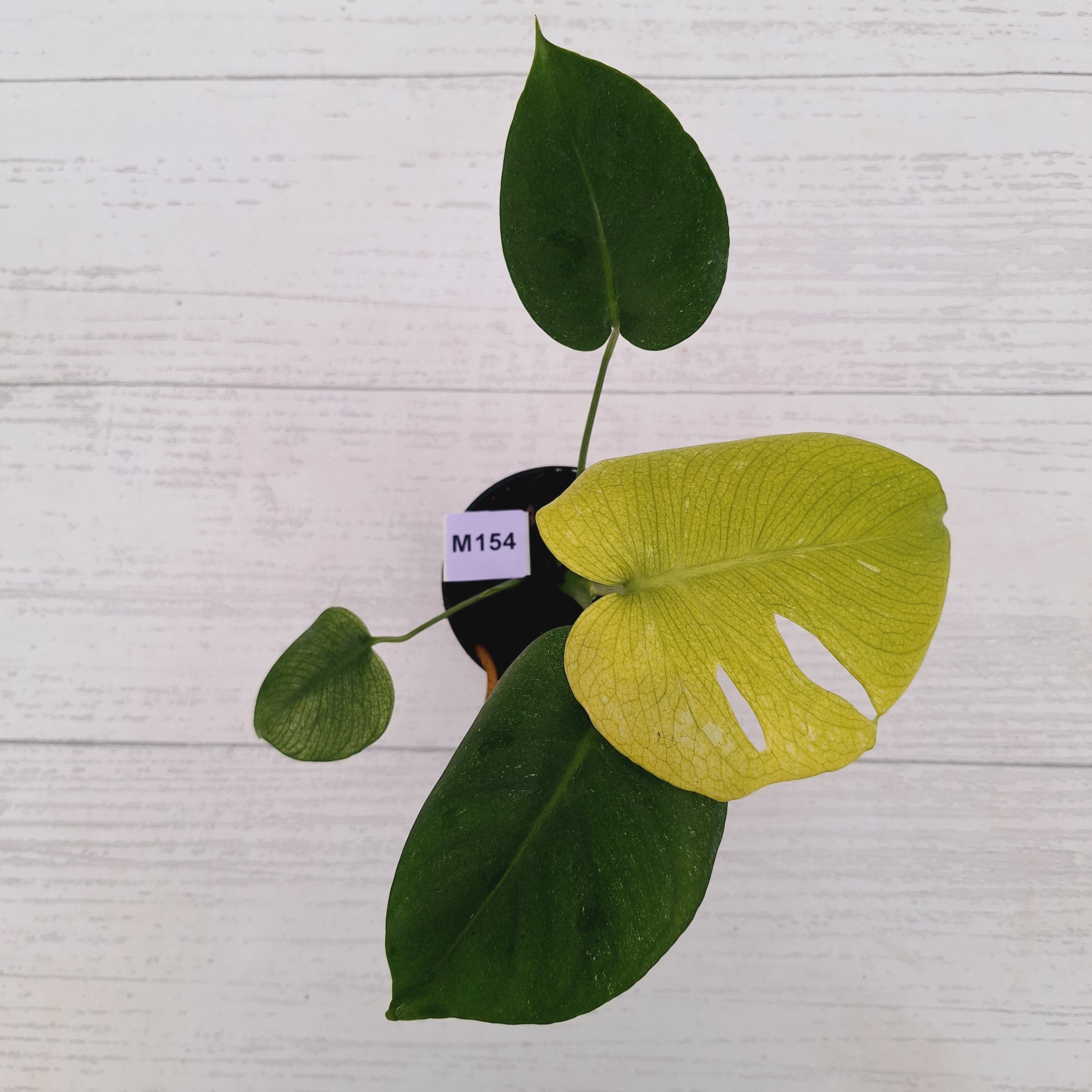 Monstera Deliciosa 'Mint' - SALE