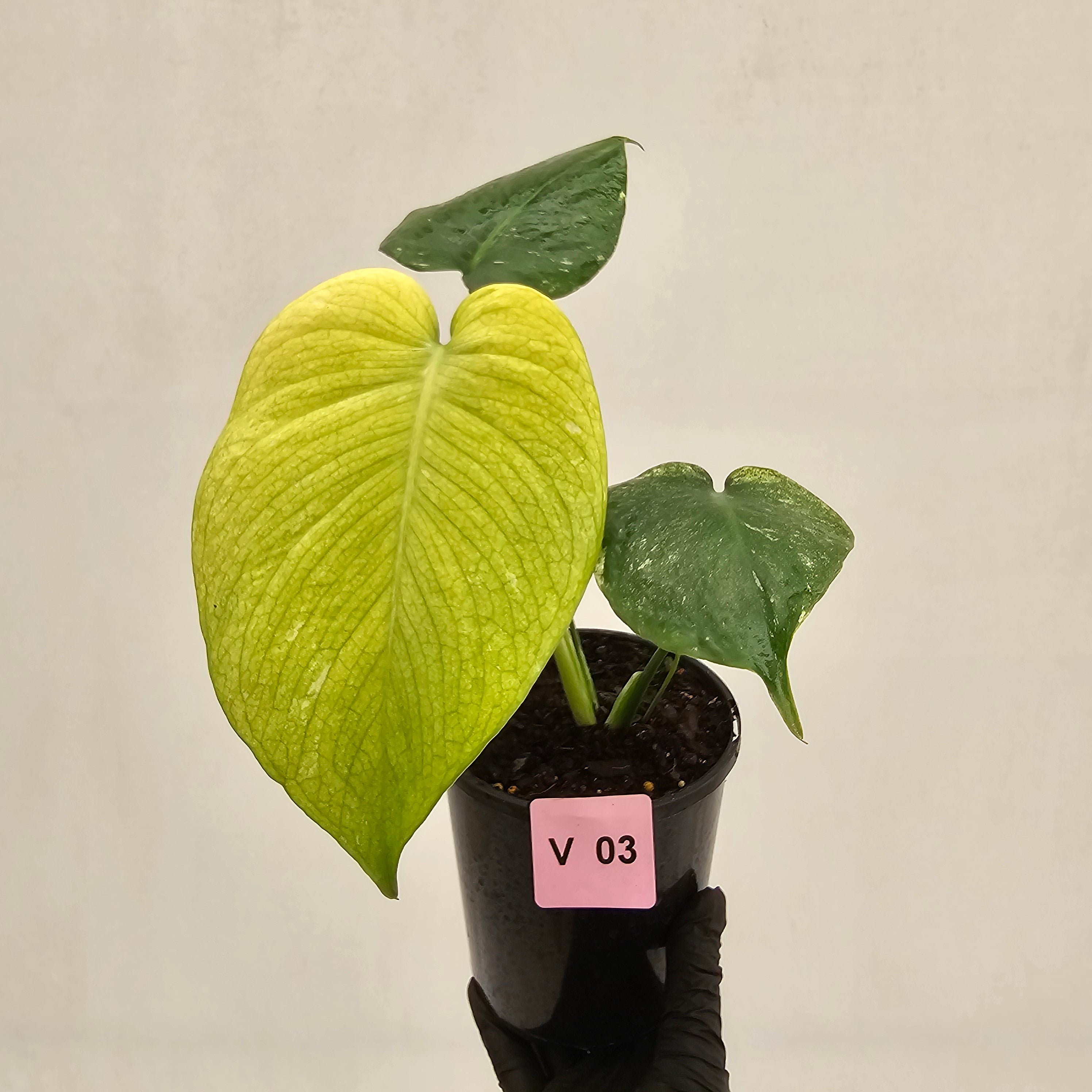 Monstera Deliciosa 'Mint'