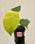 Monstera Deliciosa 'Mint'