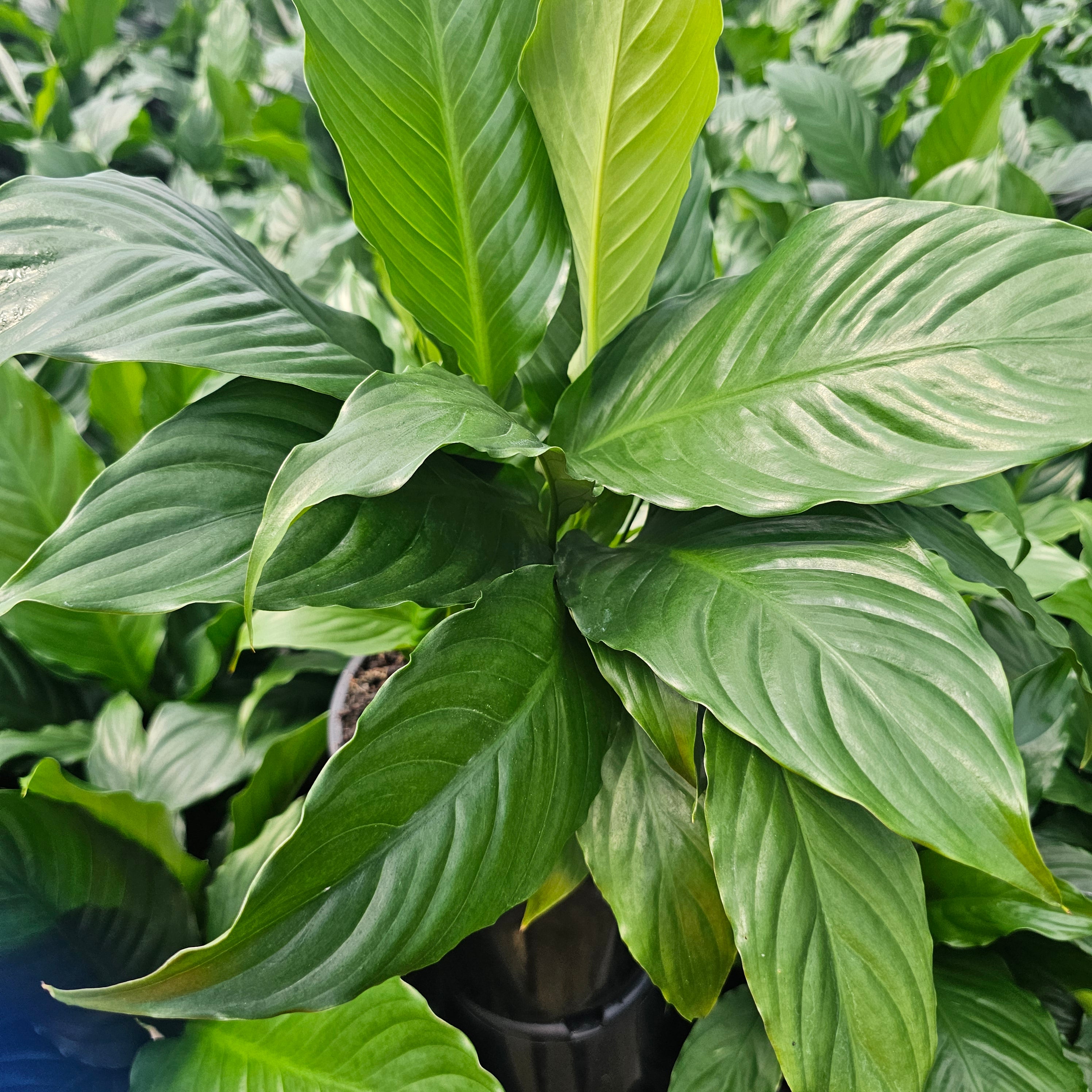 Spathiphyllum floribundum Peace Lily