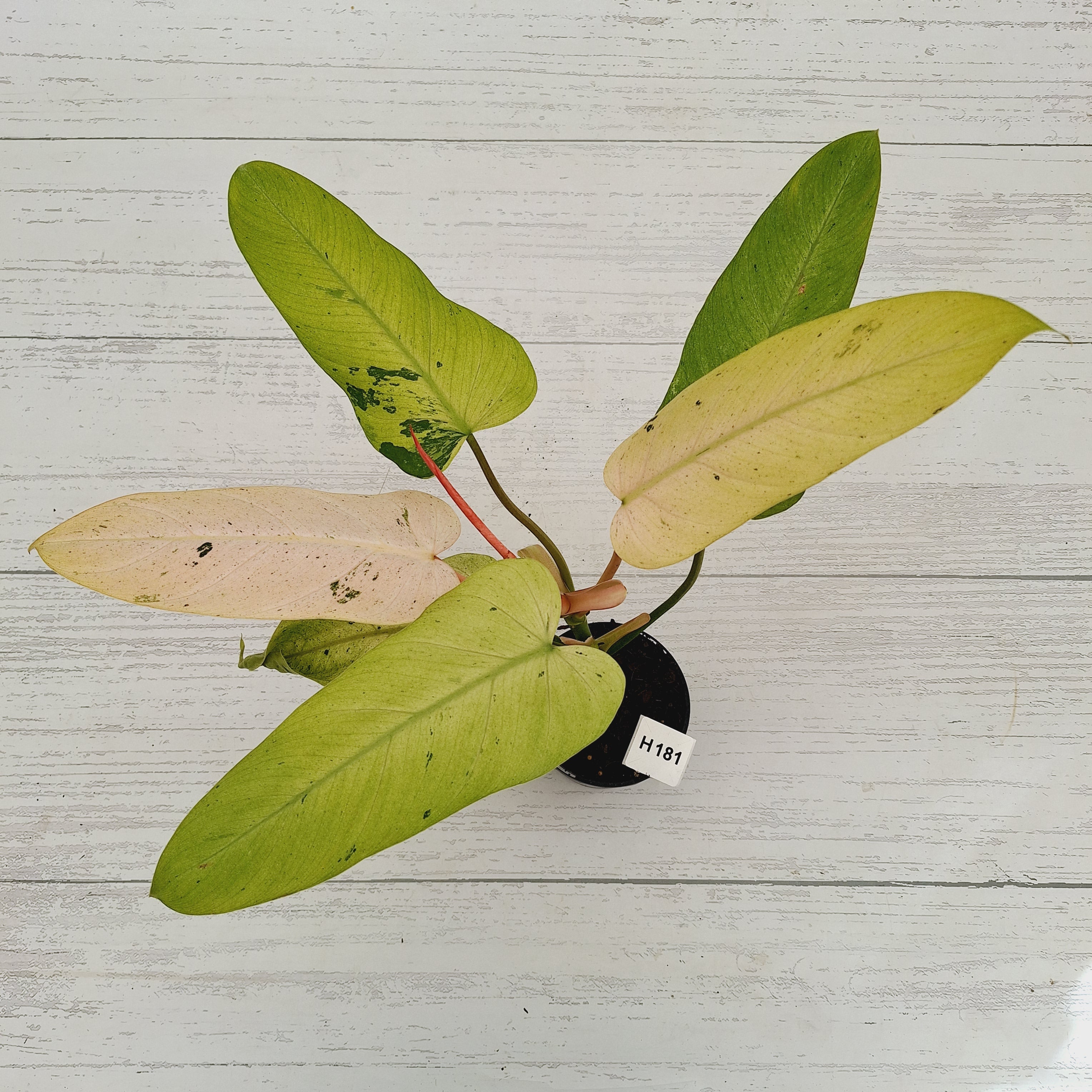 Philodendron  'Whipple Way'