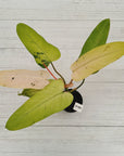 Philodendron  'Whipple Way'