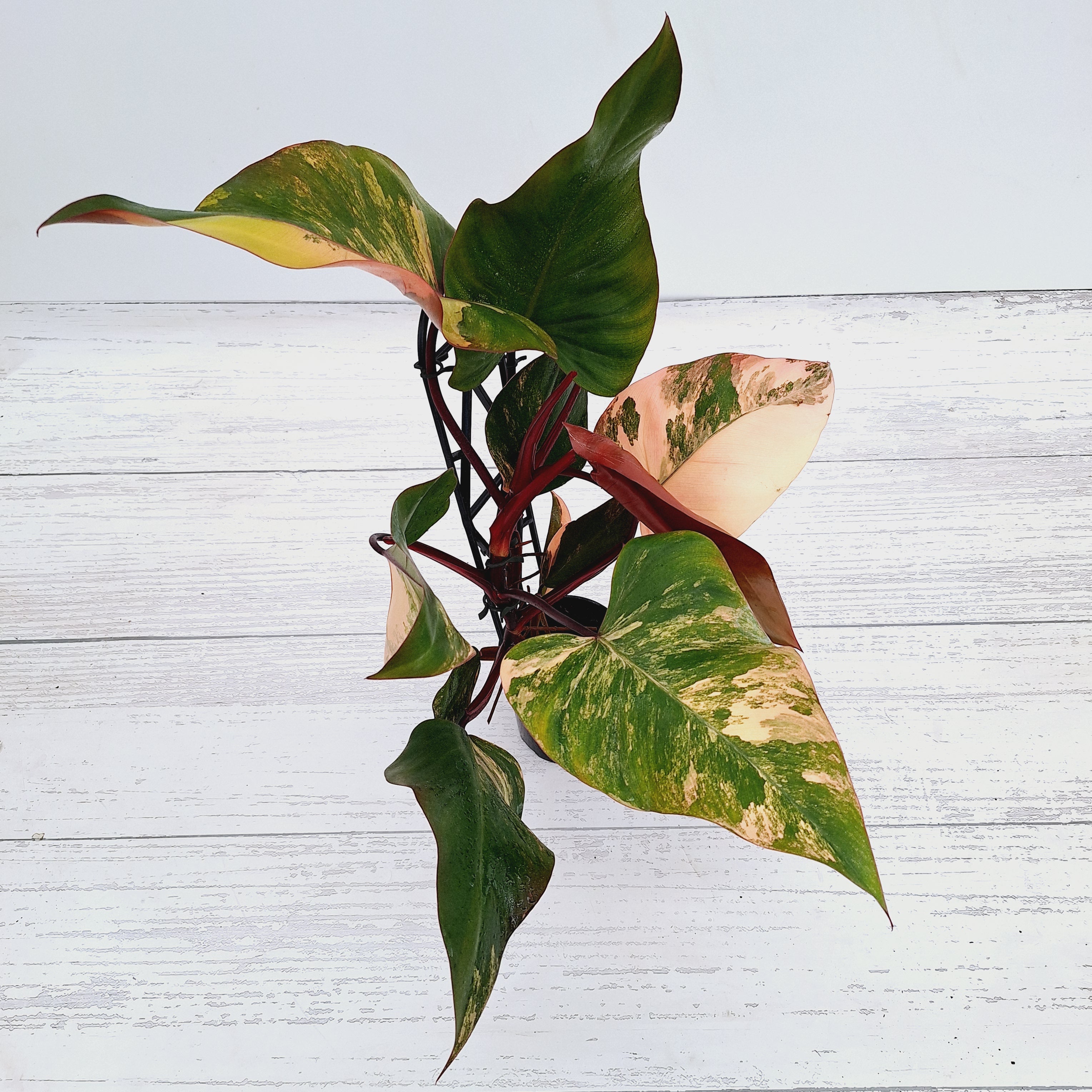 Philodendron erubescens Strawberry Shake