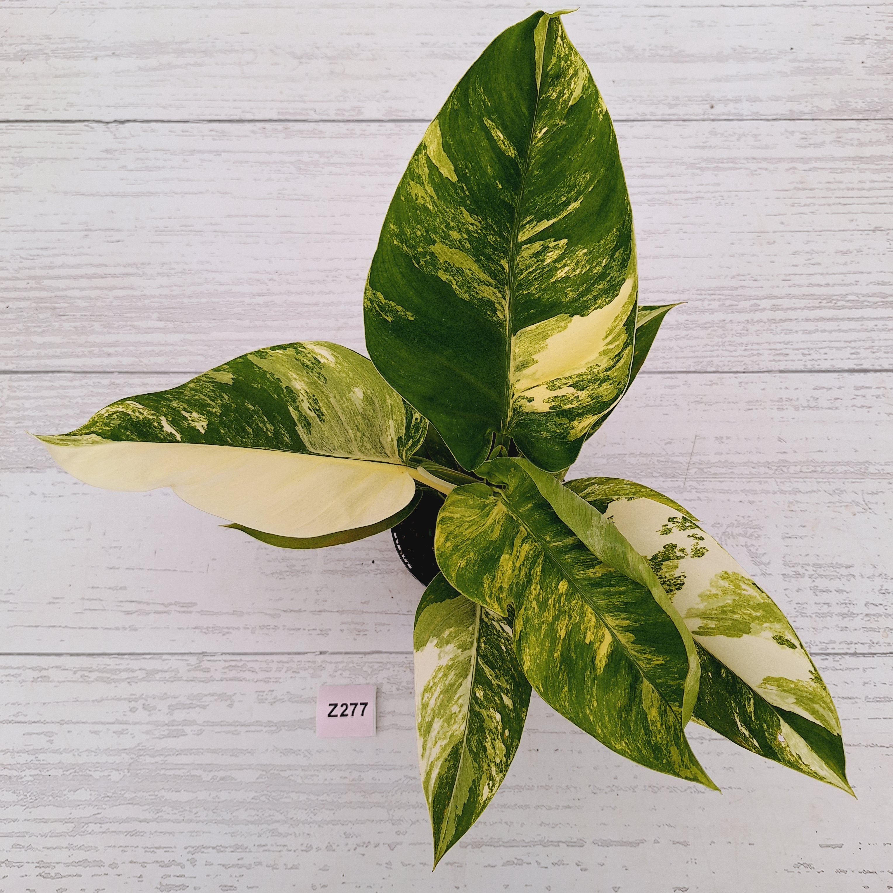Philodendron imperial green variegata