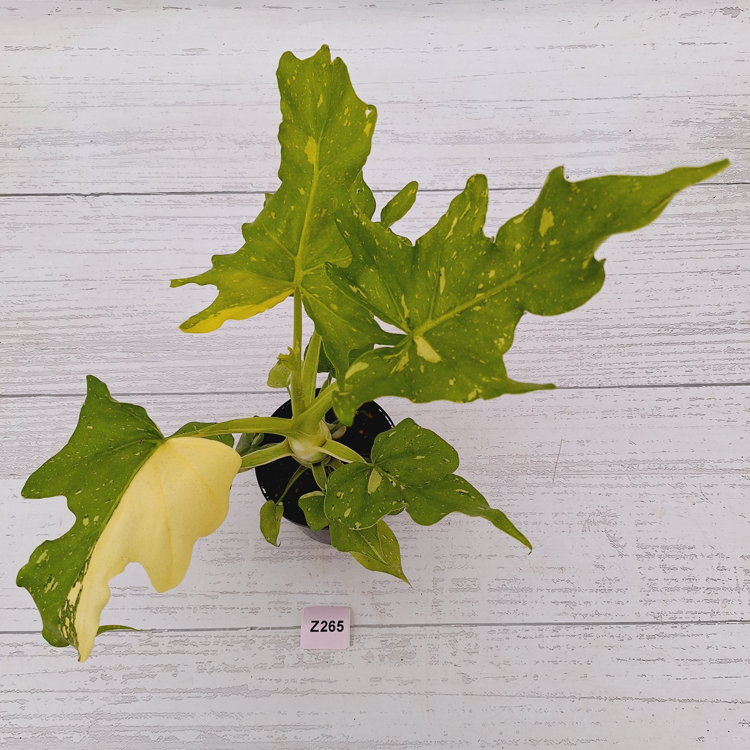 Philodendron warscewiczii Gold Variegata
