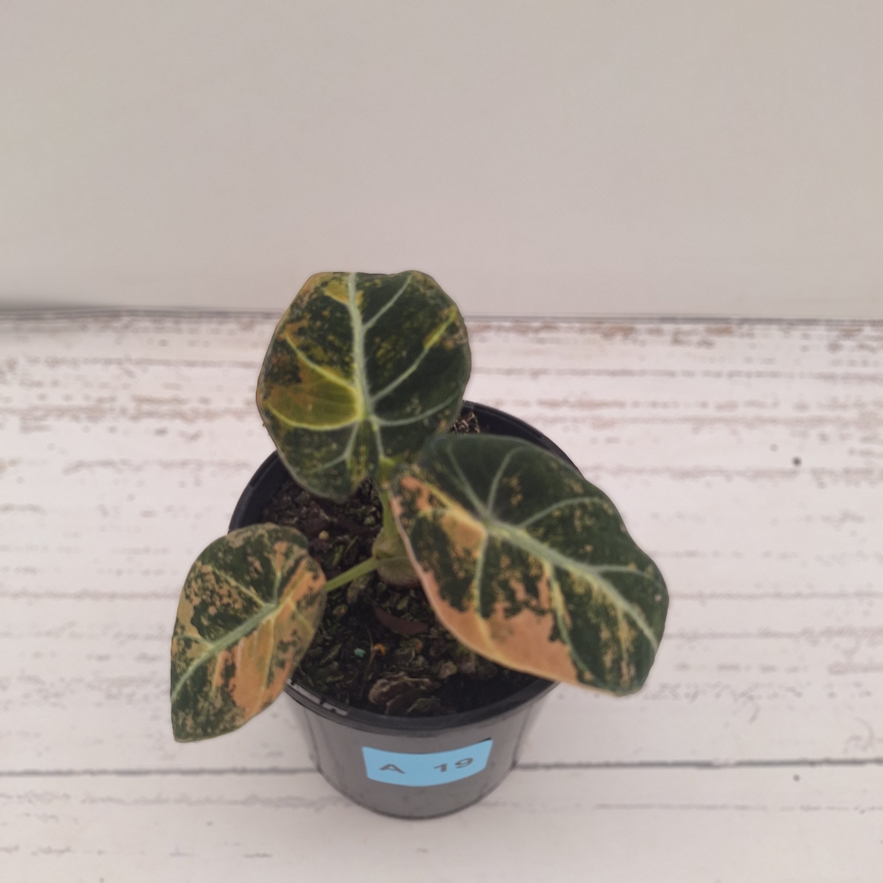 Alocasia reginula 'Black Velvet variegata'