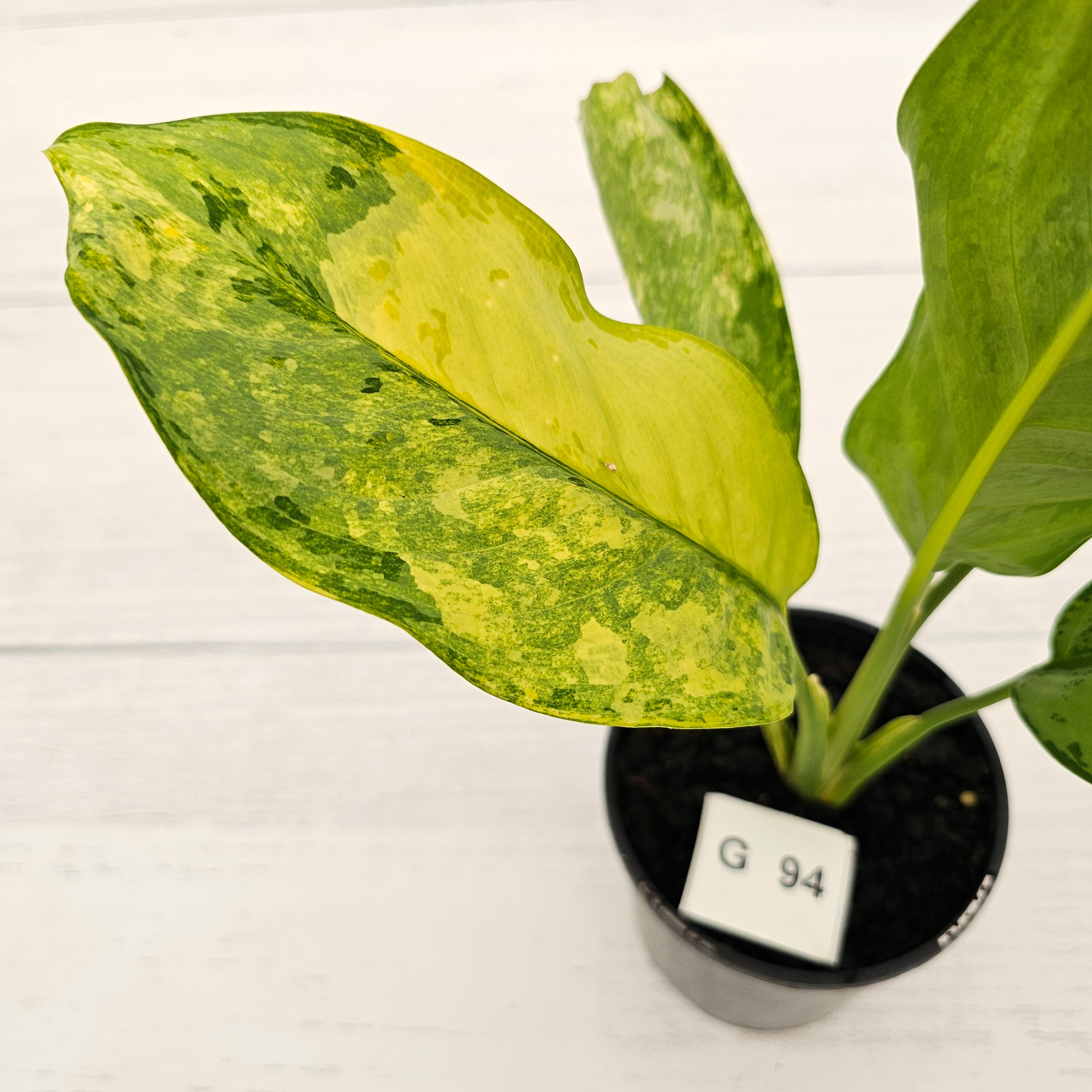Aglaonema commutatum BJ Freeman Variegata