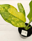Aglaonema commutatum BJ Freeman Variegata