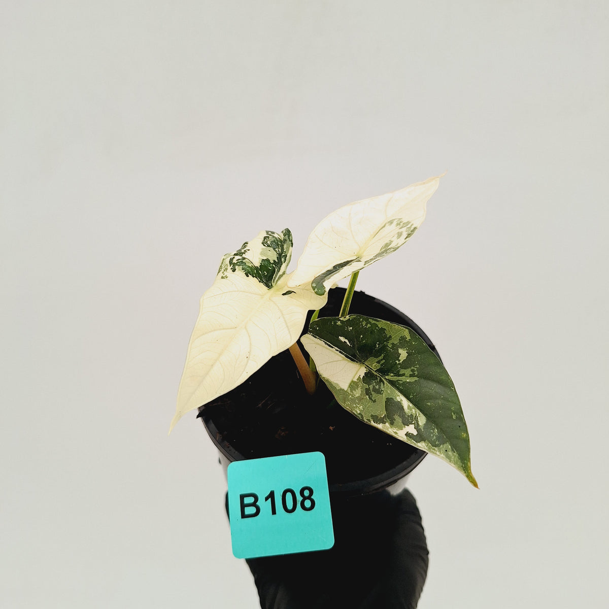 Alocasia ‘Simpo Albo’ Variegata - SALE