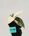 Alocasia ‘Simpo Albo’ Variegata - SALE