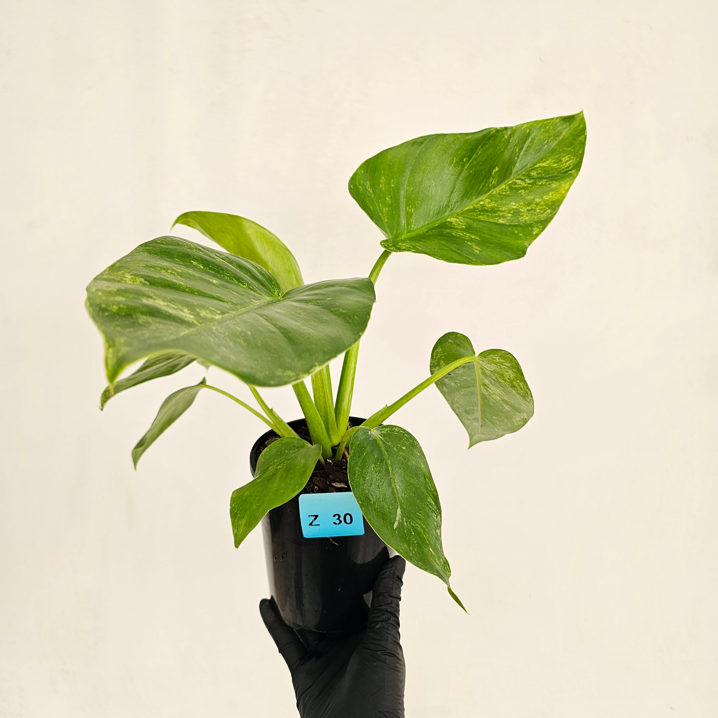 Philodendron giganteum Blizzard - SALE