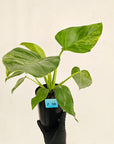 Philodendron giganteum Blizzard - SALE