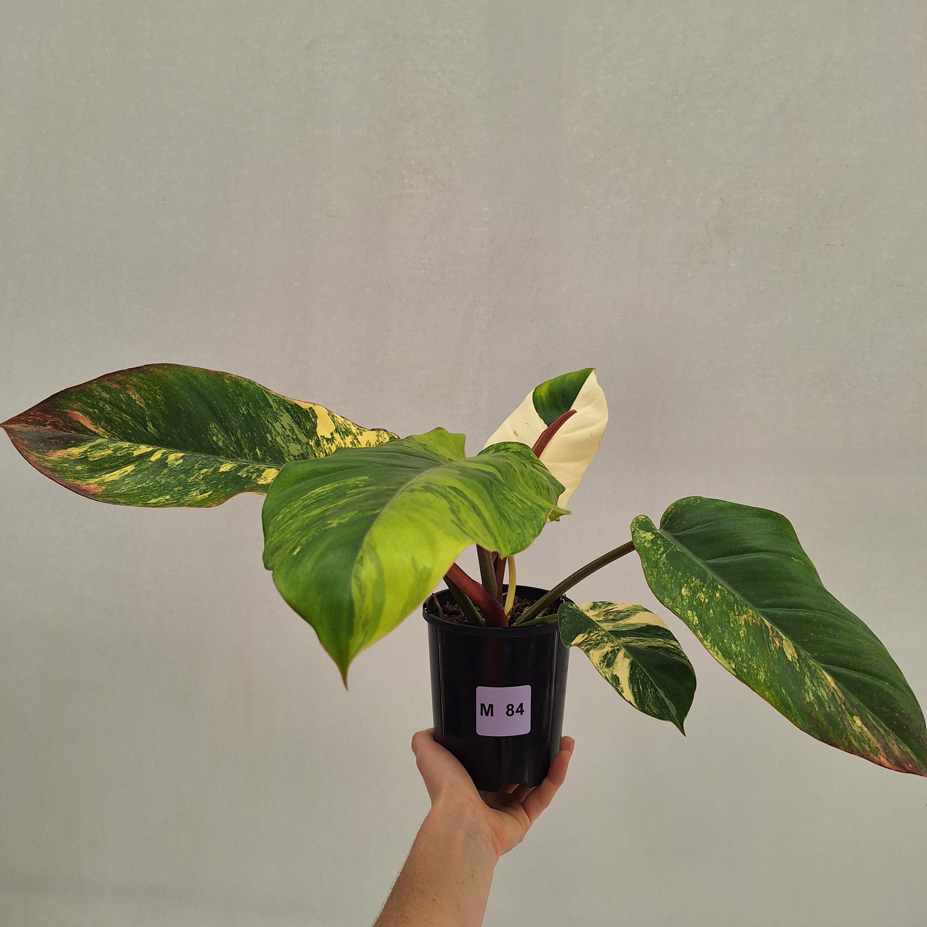 Philodendron pinnatifidum 'Jungle Fever Egg Yolk"