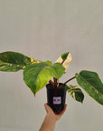 Philodendron pinnatifidum 'Jungle Fever Egg Yolk"