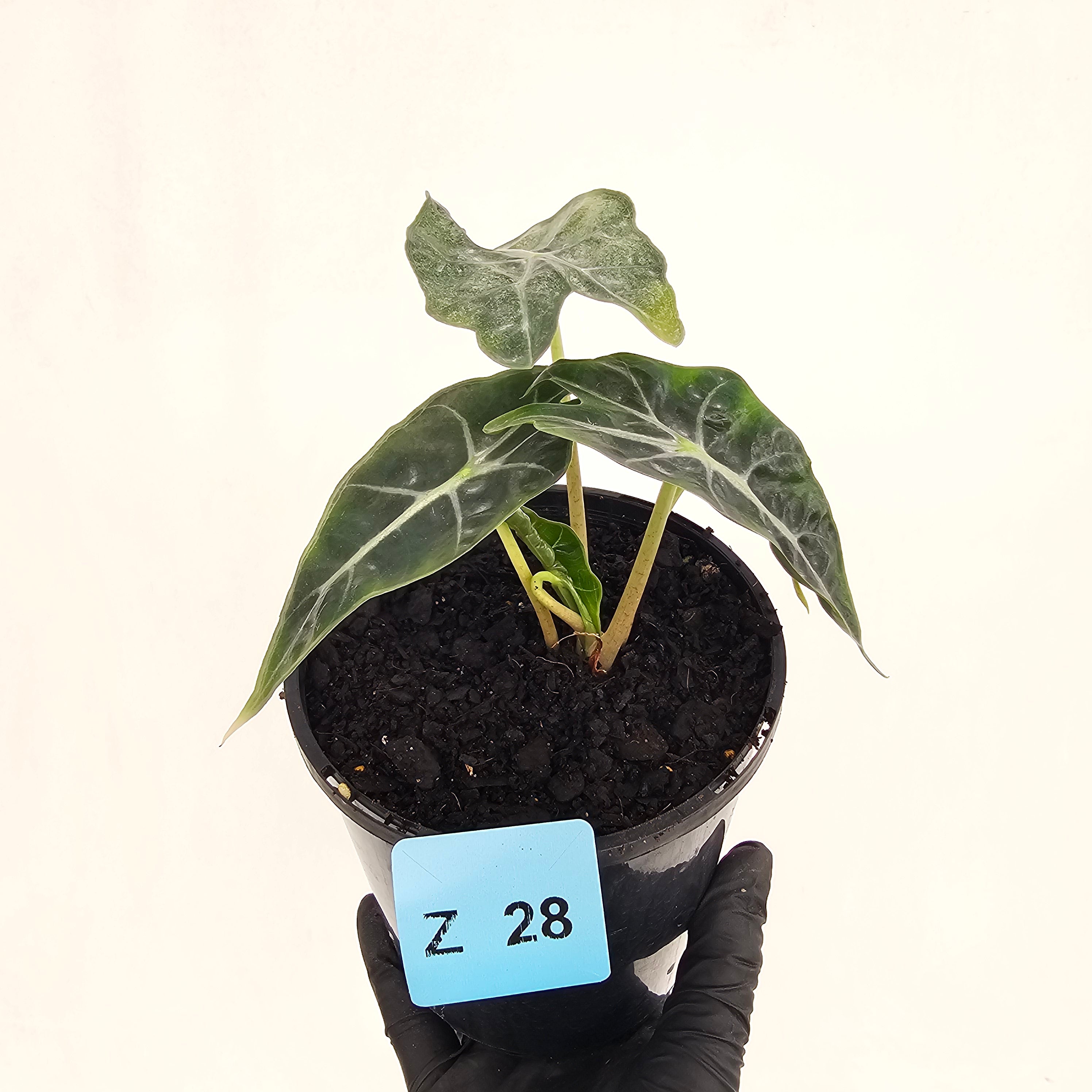 Alocasia  Polly  Variegata