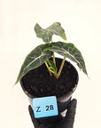 Alocasia  Polly  Variegata