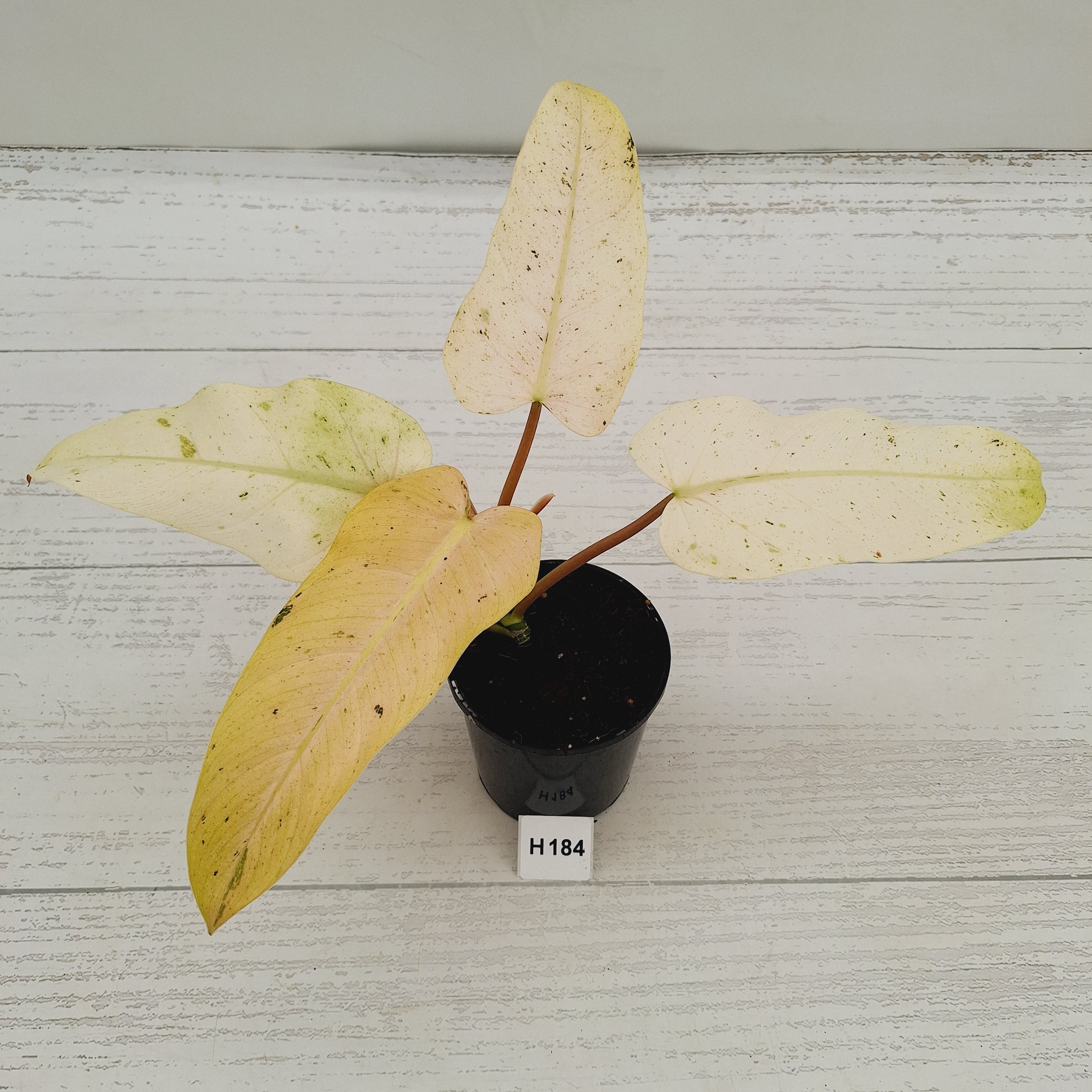 Philodendron  'Whipple Way'