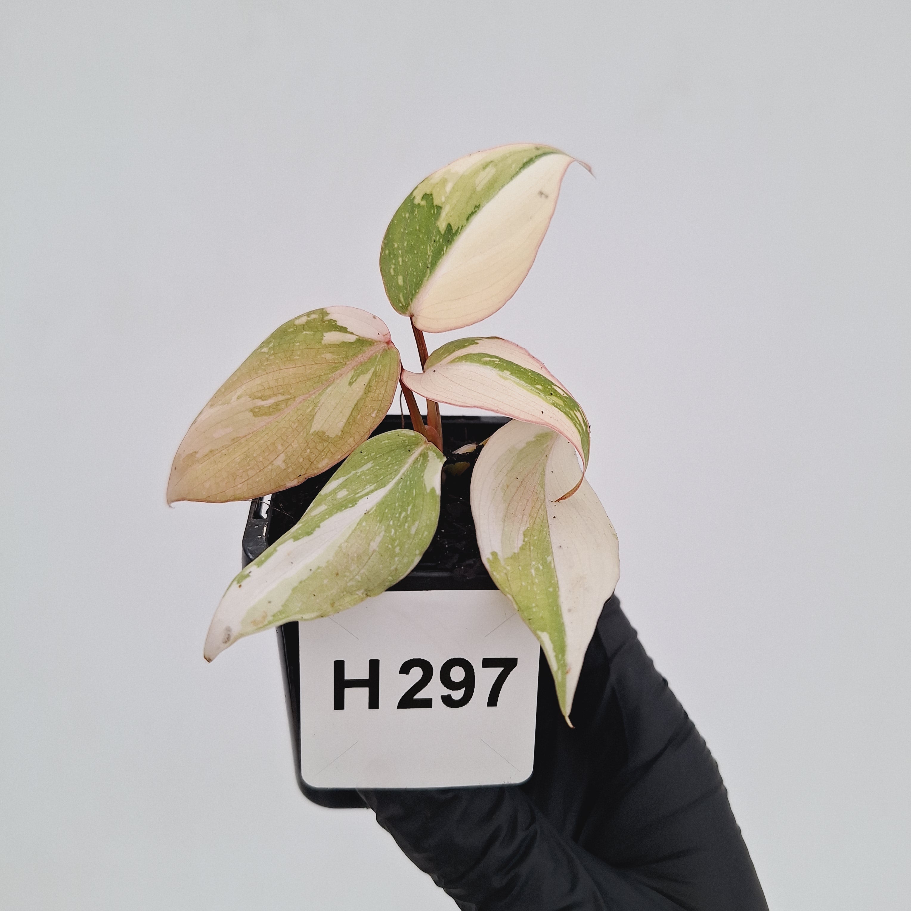 Philodendron gloriosum white vien variegata - SALE