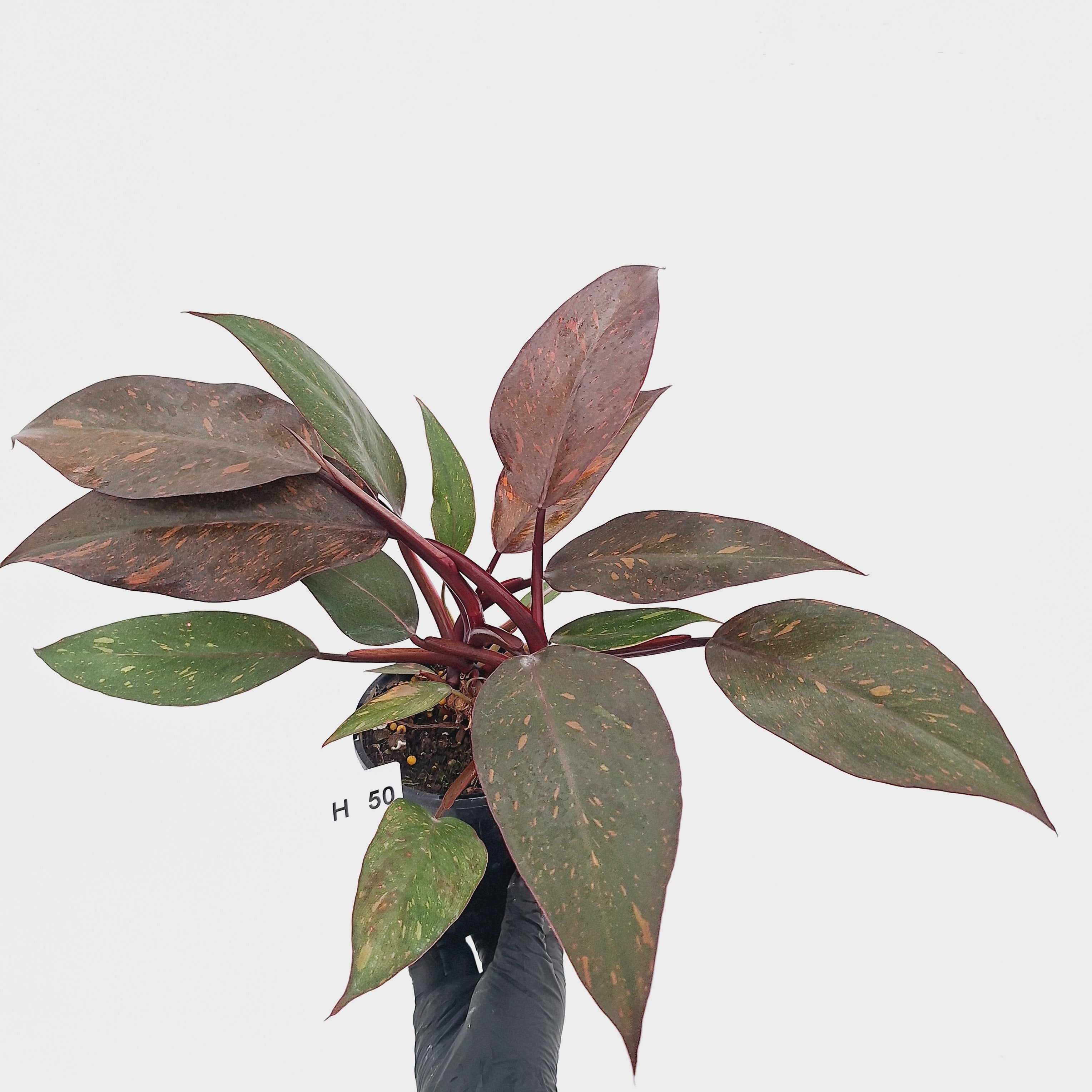 Philodendron 'Orange Princess' - FLASH SALE