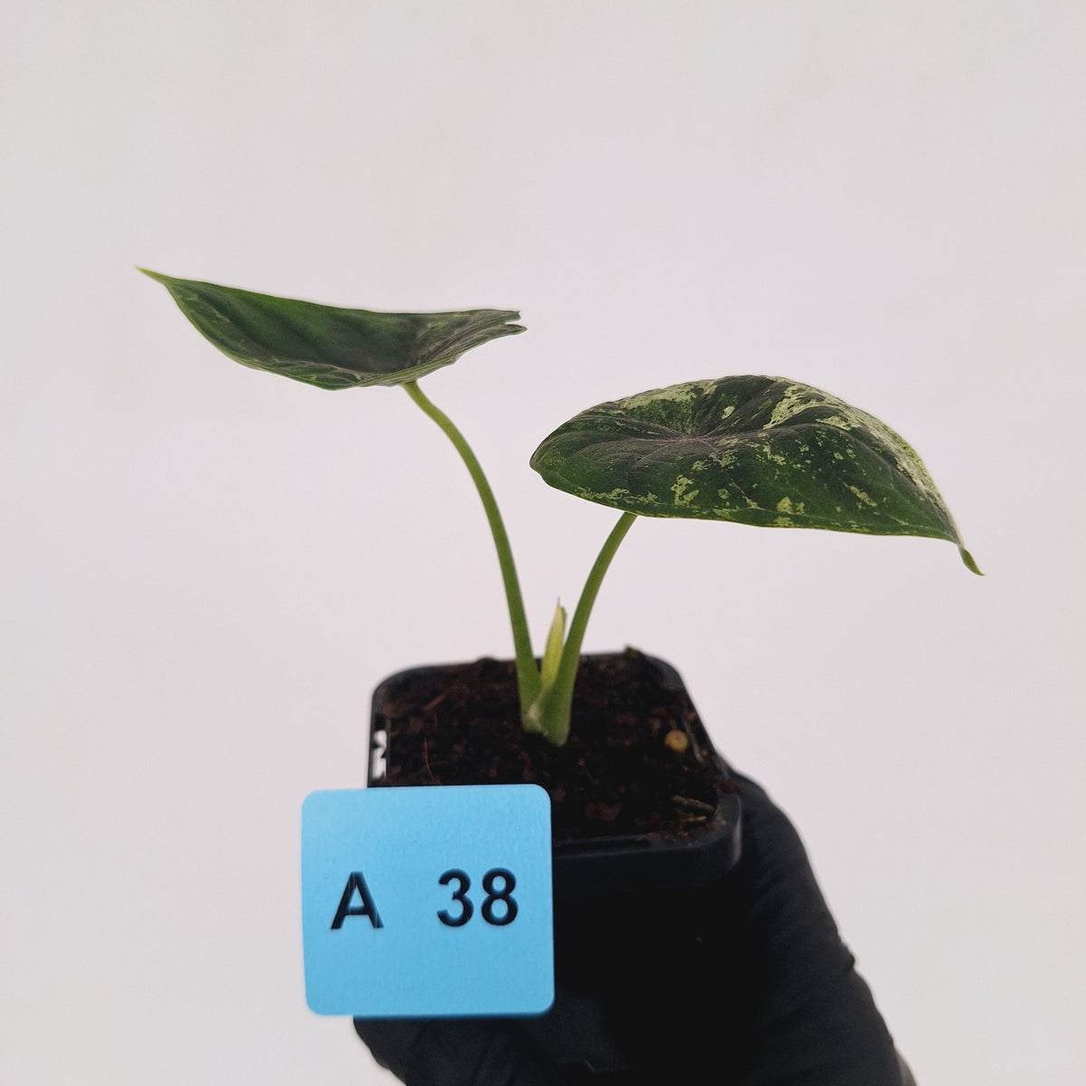 Alocasia baginda ‘Dragon Scale Mint'