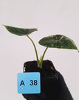 Alocasia baginda ‘Dragon Scale Mint'