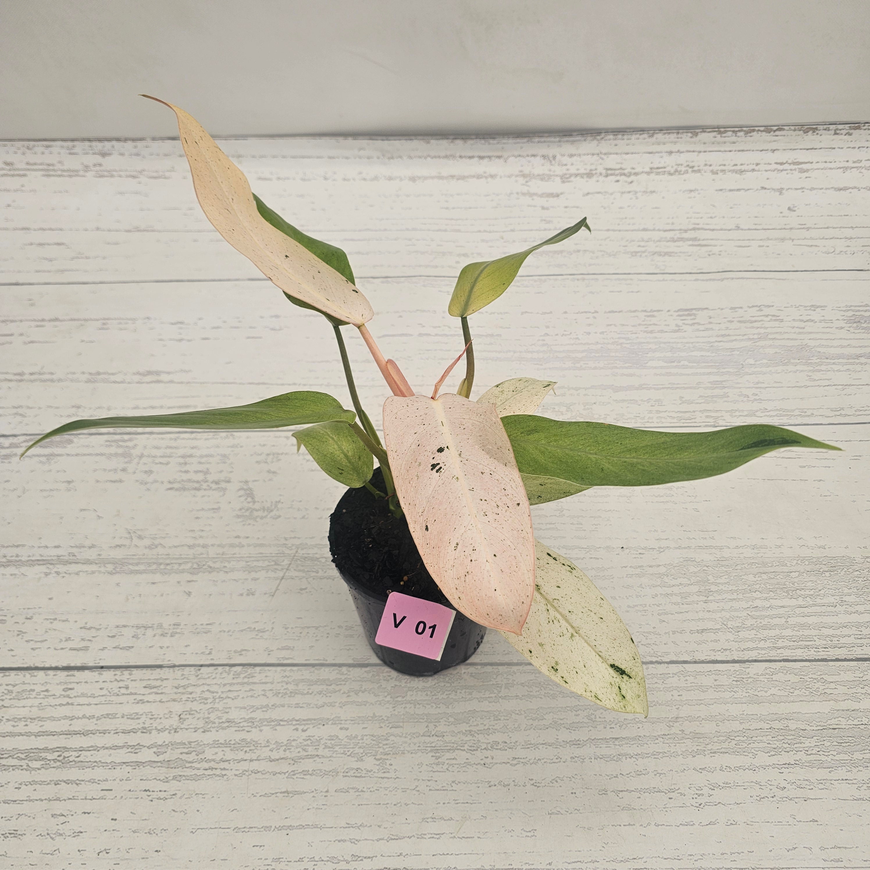 Philodendron  'Whipple Way'