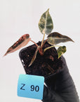 Alocasia Amazonica  bambino Variegata