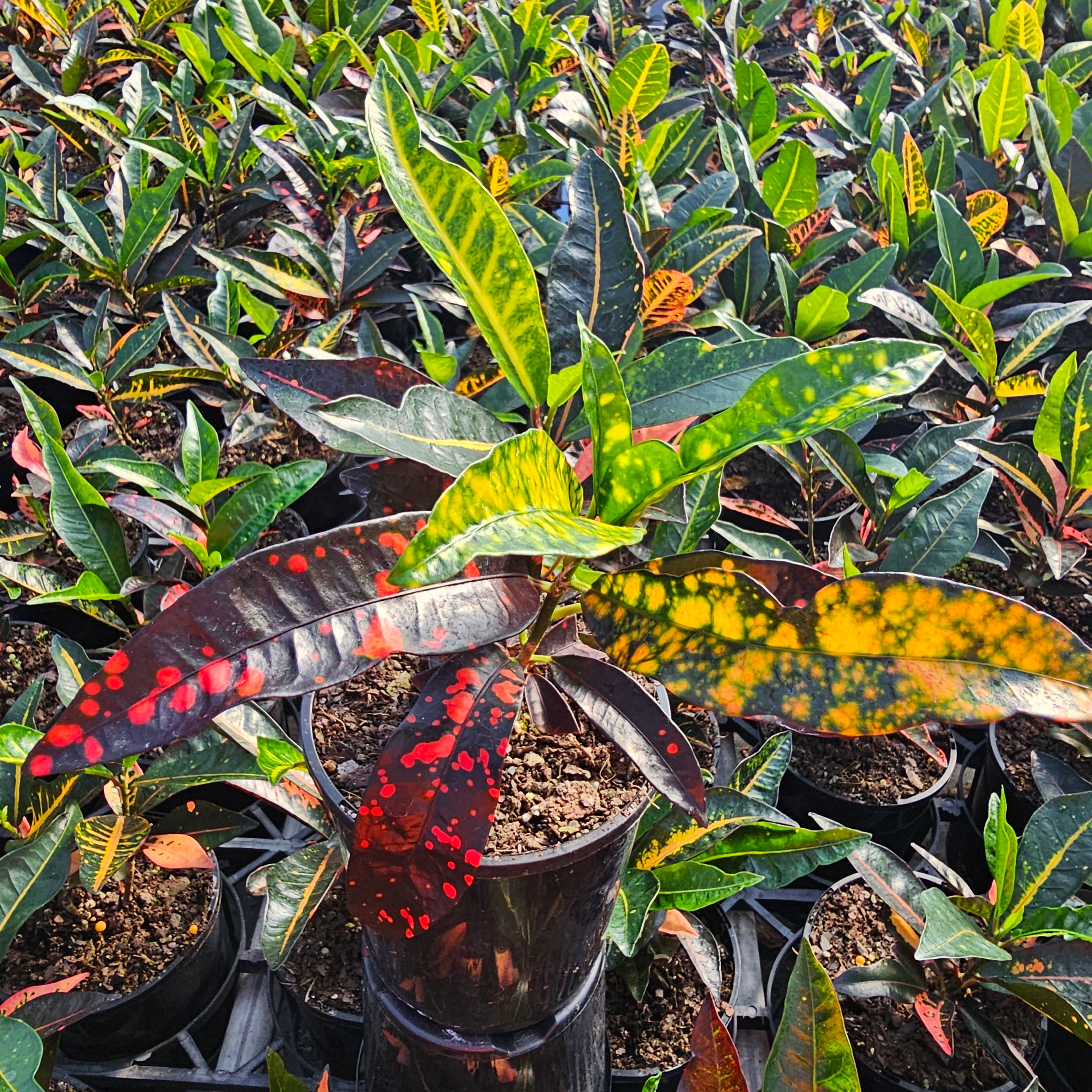 Codiaeum variegatum Croton Elaine