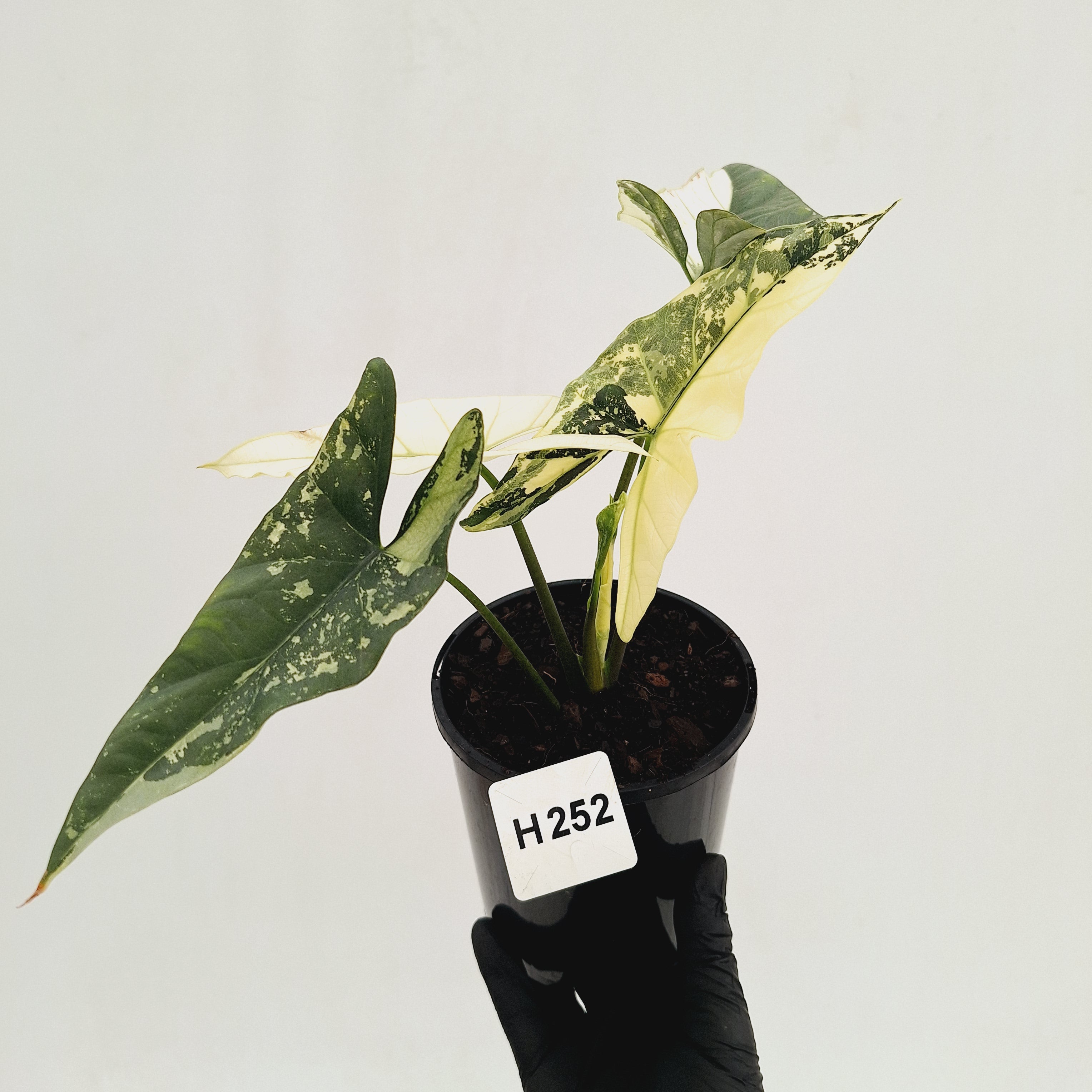 Alocasia ‘Simpo Albo’ Variegata - SALE