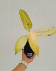 Philodendron  'Whipple Way' SALE