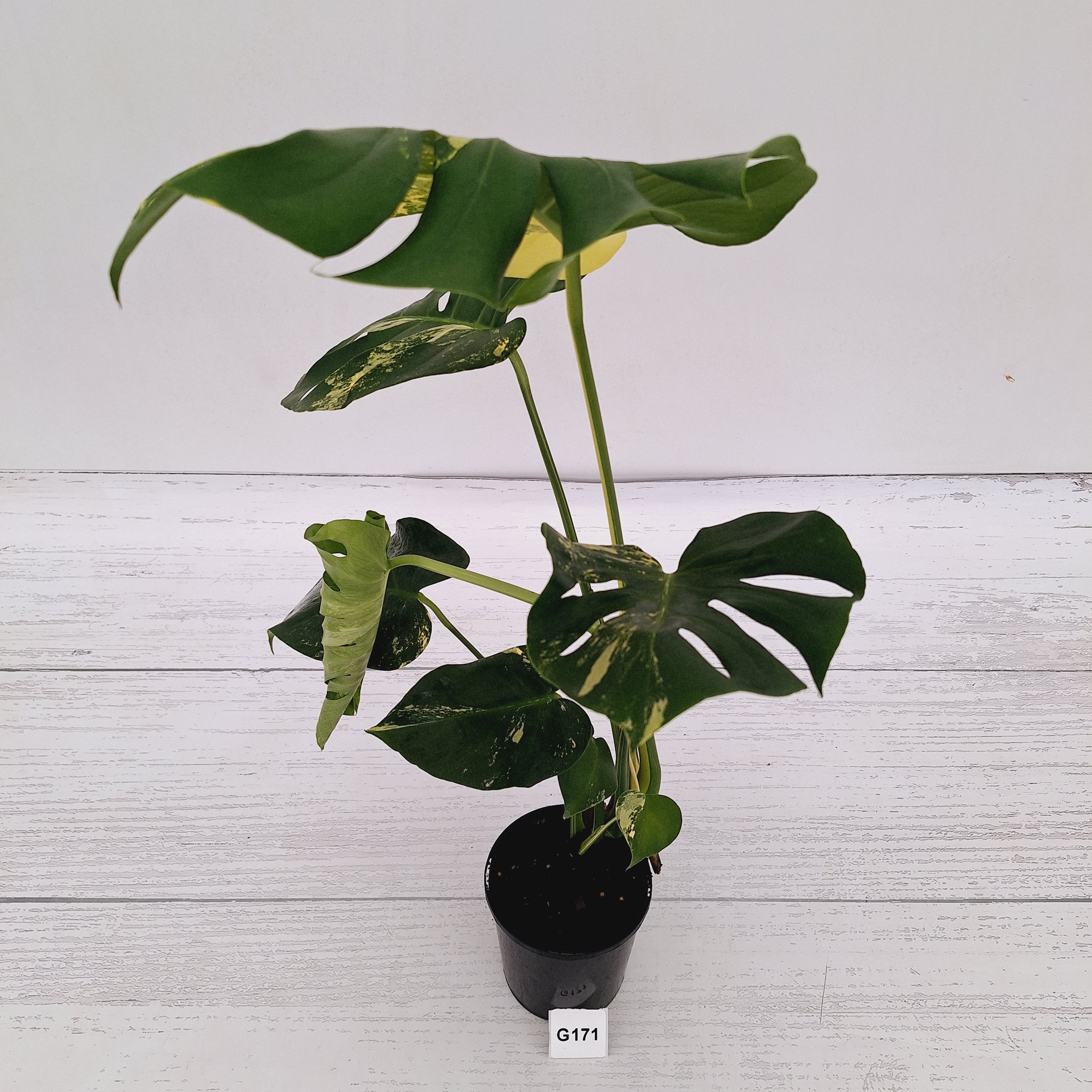 Monstera deliciosa Variegata