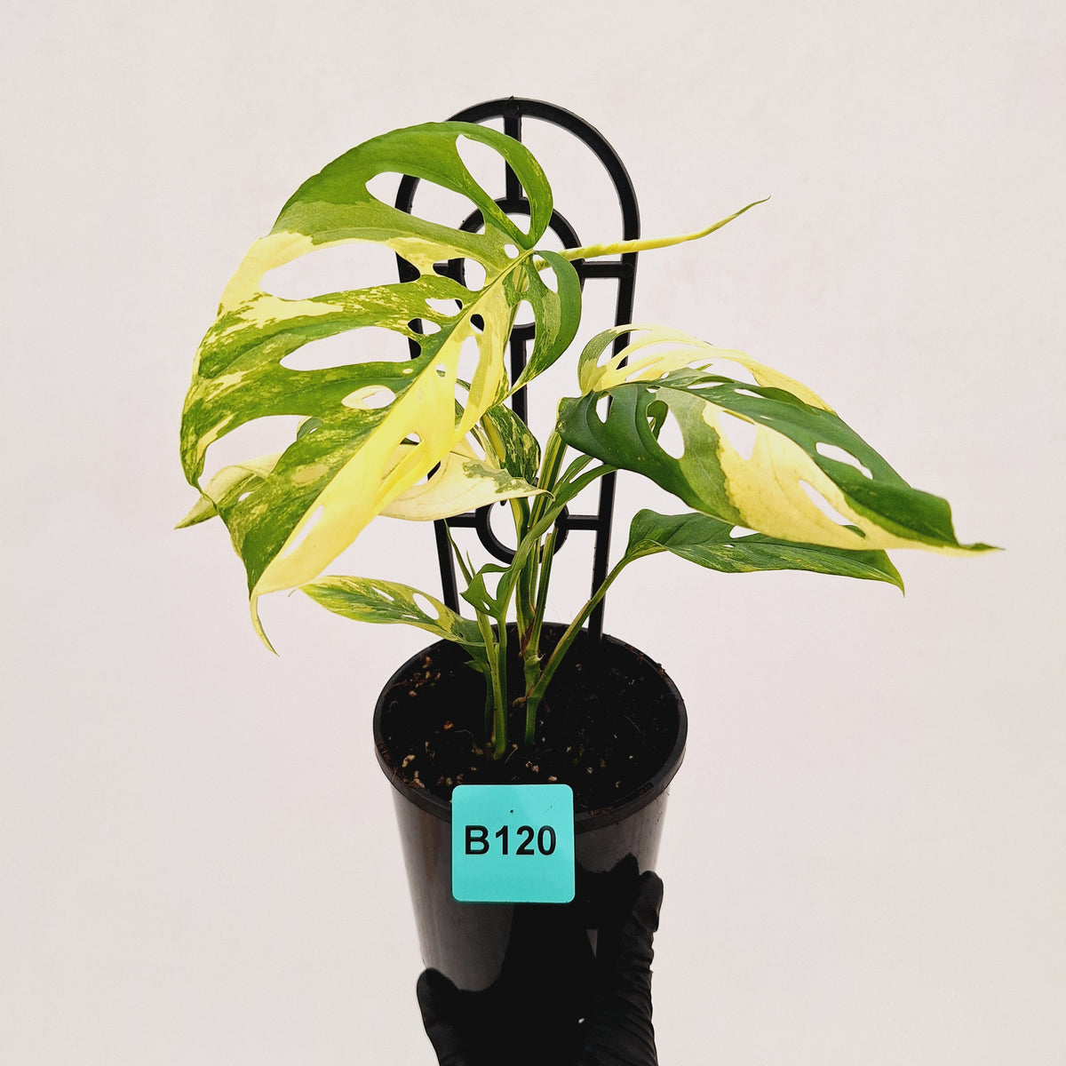 Monstera adansonii Variegata