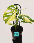 Monstera adansonii Variegata