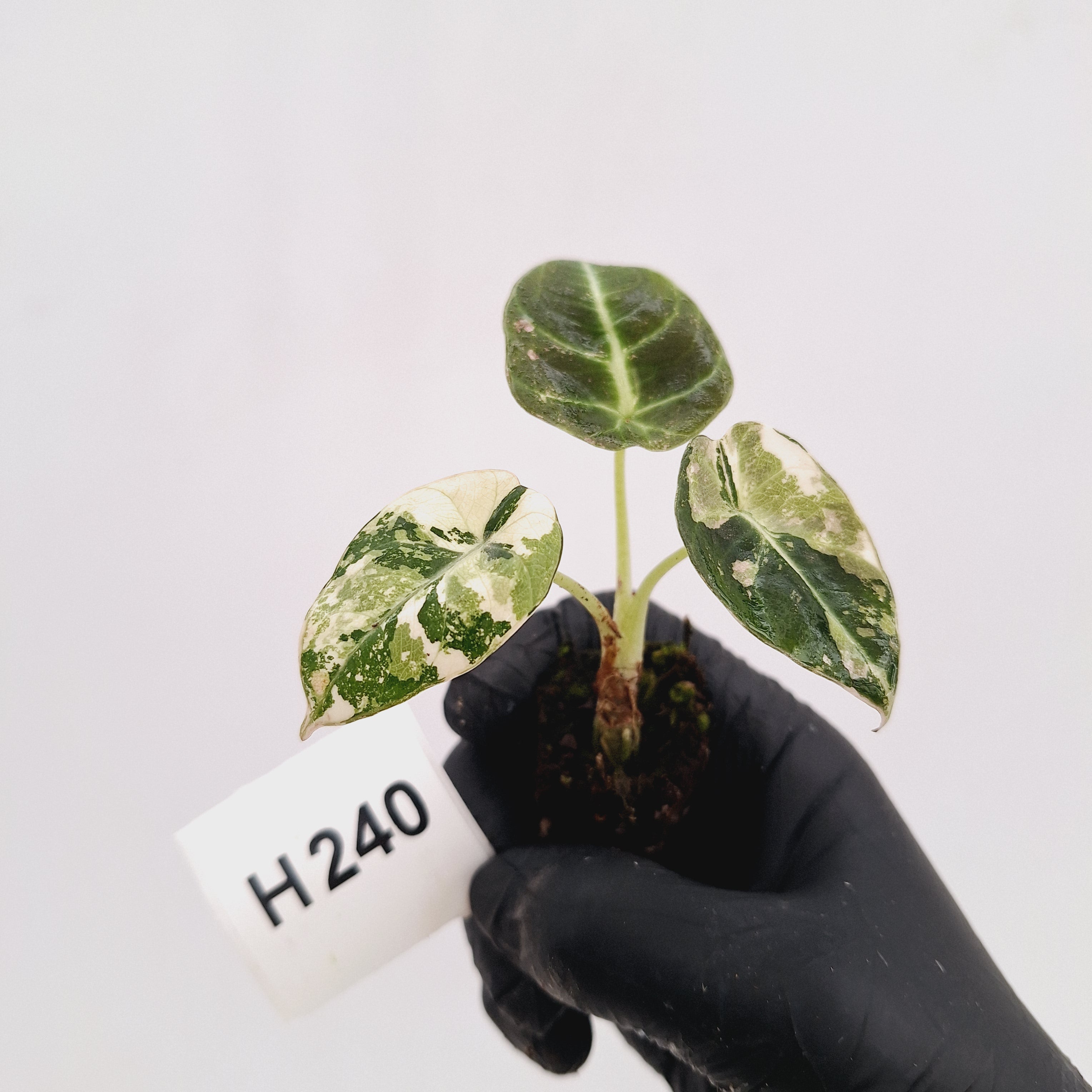 Alocasia reginula 'Black Velvet variegata'- Bare Bottom Baby